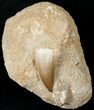 Very Wide Mosasaur (Prognathodon) Tooth In Matrix #14272-1